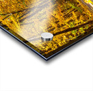 Yellow Leaf Road Acrylic print