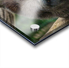 Pondering Gorilla Acrylic print