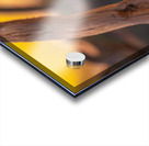 Prairie Dog Hangin Out Acrylic print