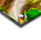 Sleepytime Parrot Acrylic print