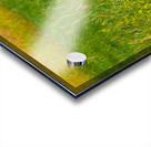 Lunchtime Goat Acrylic print