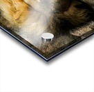 The King Relaxes Acrylic print