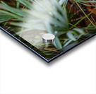 Miami Critters Acrylic print