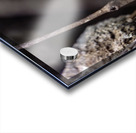 Paradise Tanager Acrylic print