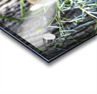 Sleepy Panda Acrylic print