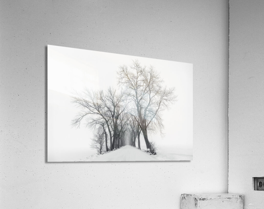 The Path Not Travled Acrylic Print