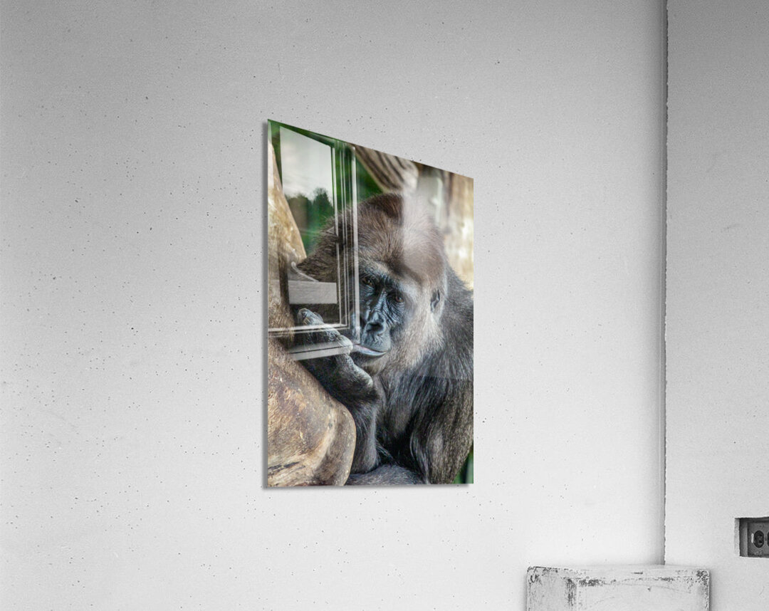 Pondering Gorilla Acrylic Print
