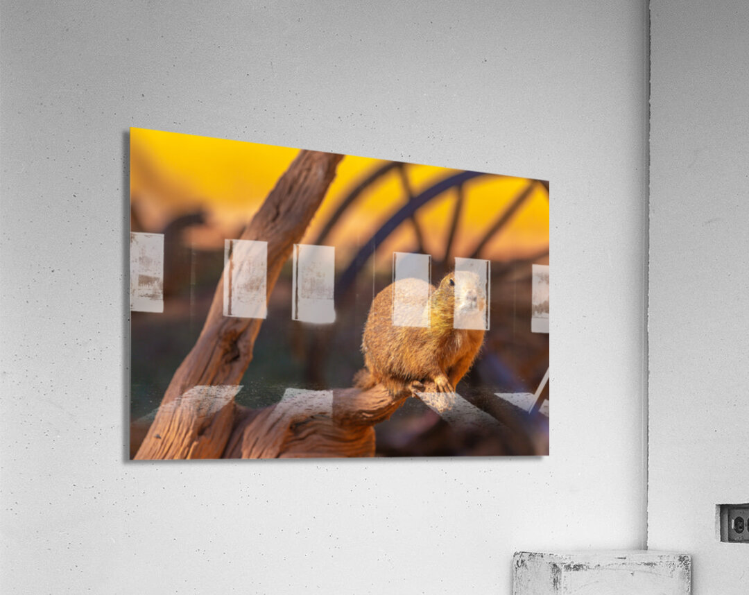 Prairie Dog Hangin Out Acrylic Print