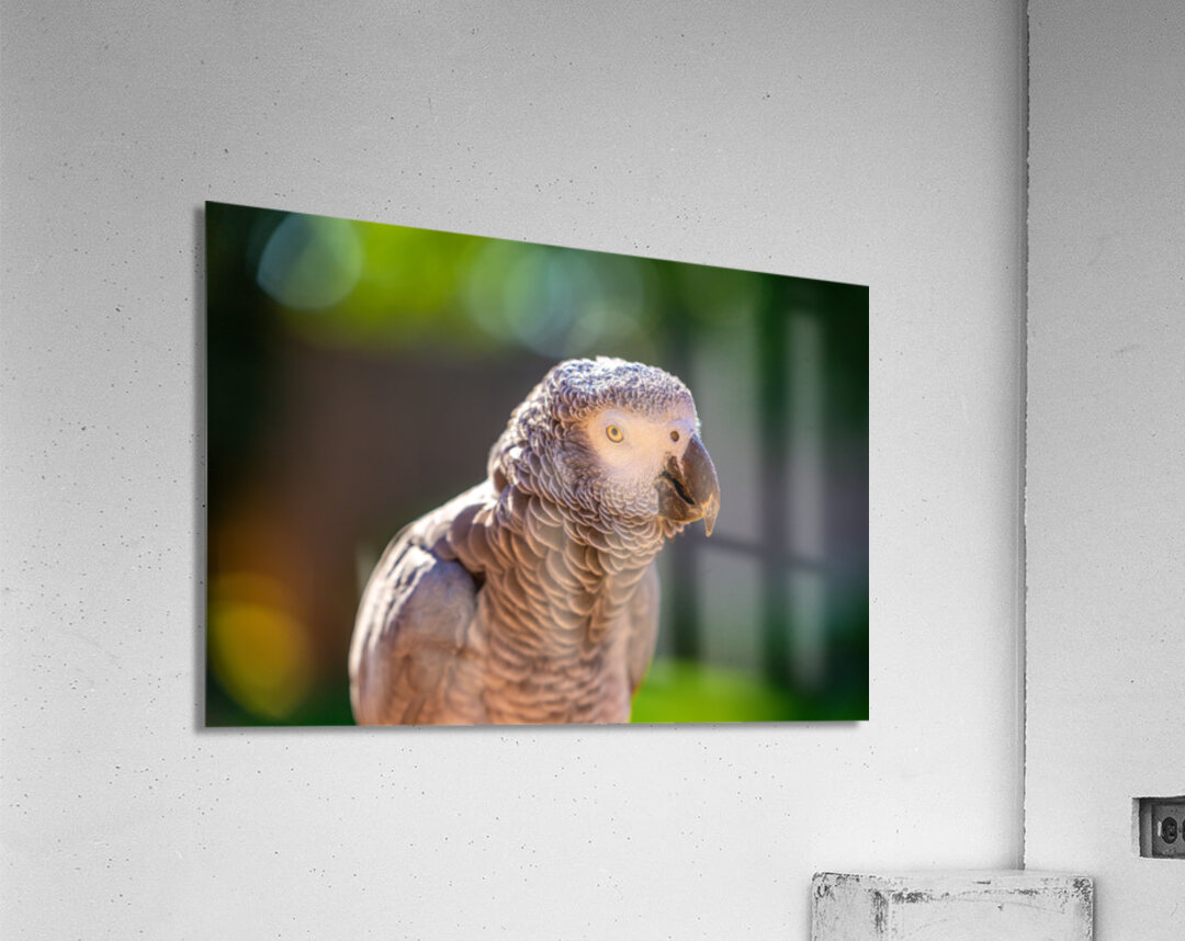 Got My Eye On You Acrylic Print