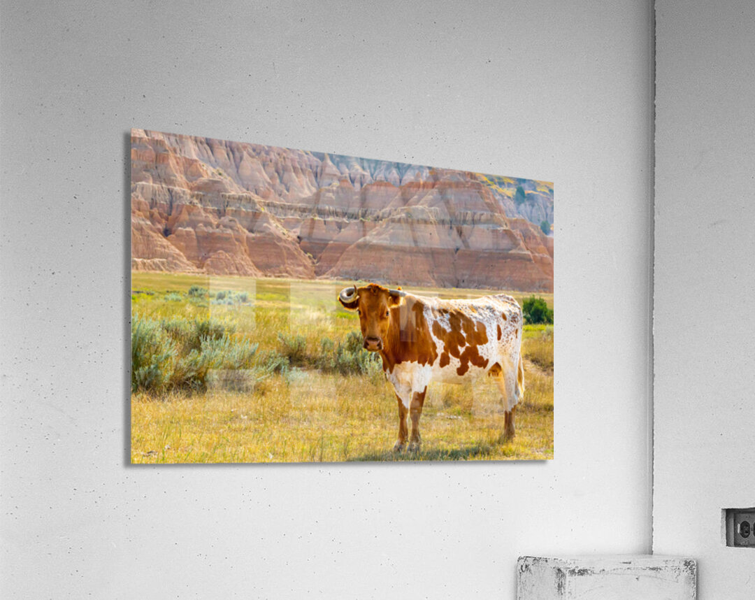 Broken Horn Acrylic Print