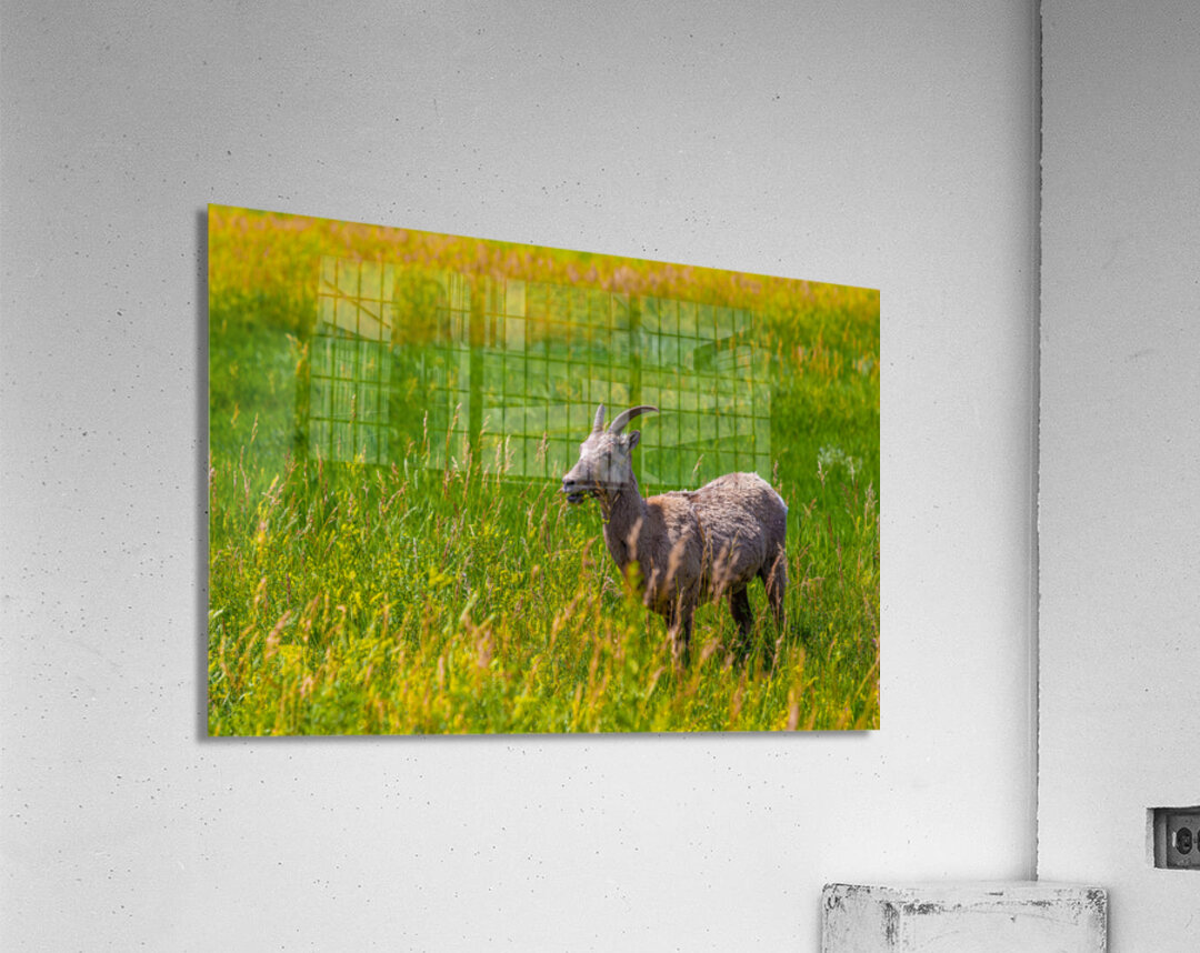 Lunchtime Goat Acrylic Print