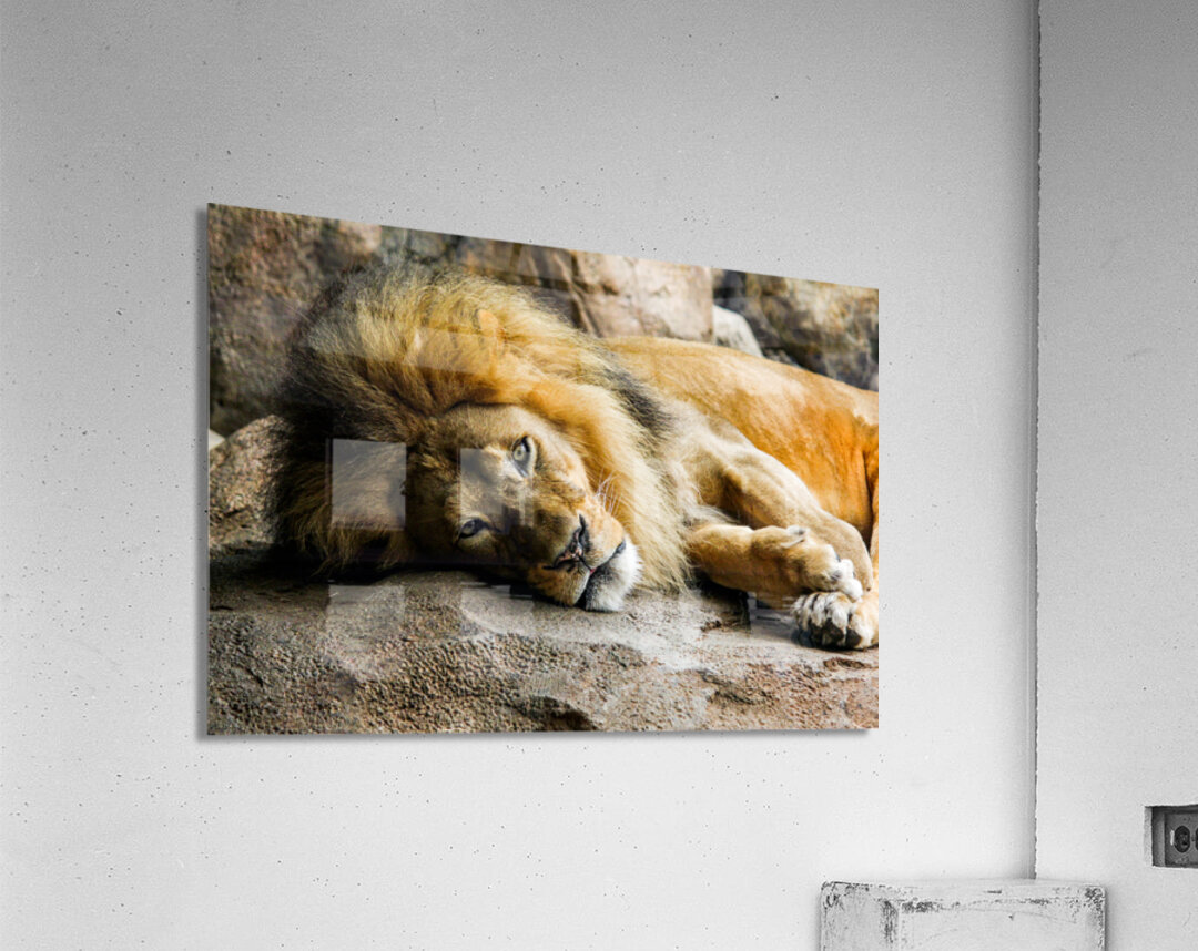 The King Relaxes Acrylic Print