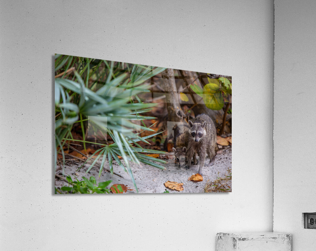 Miami Critters Acrylic Print