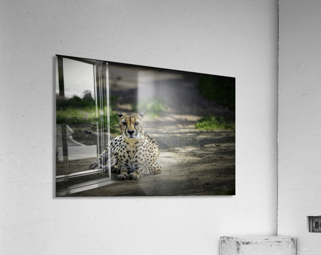 Here Kitty Kitty Acrylic Print