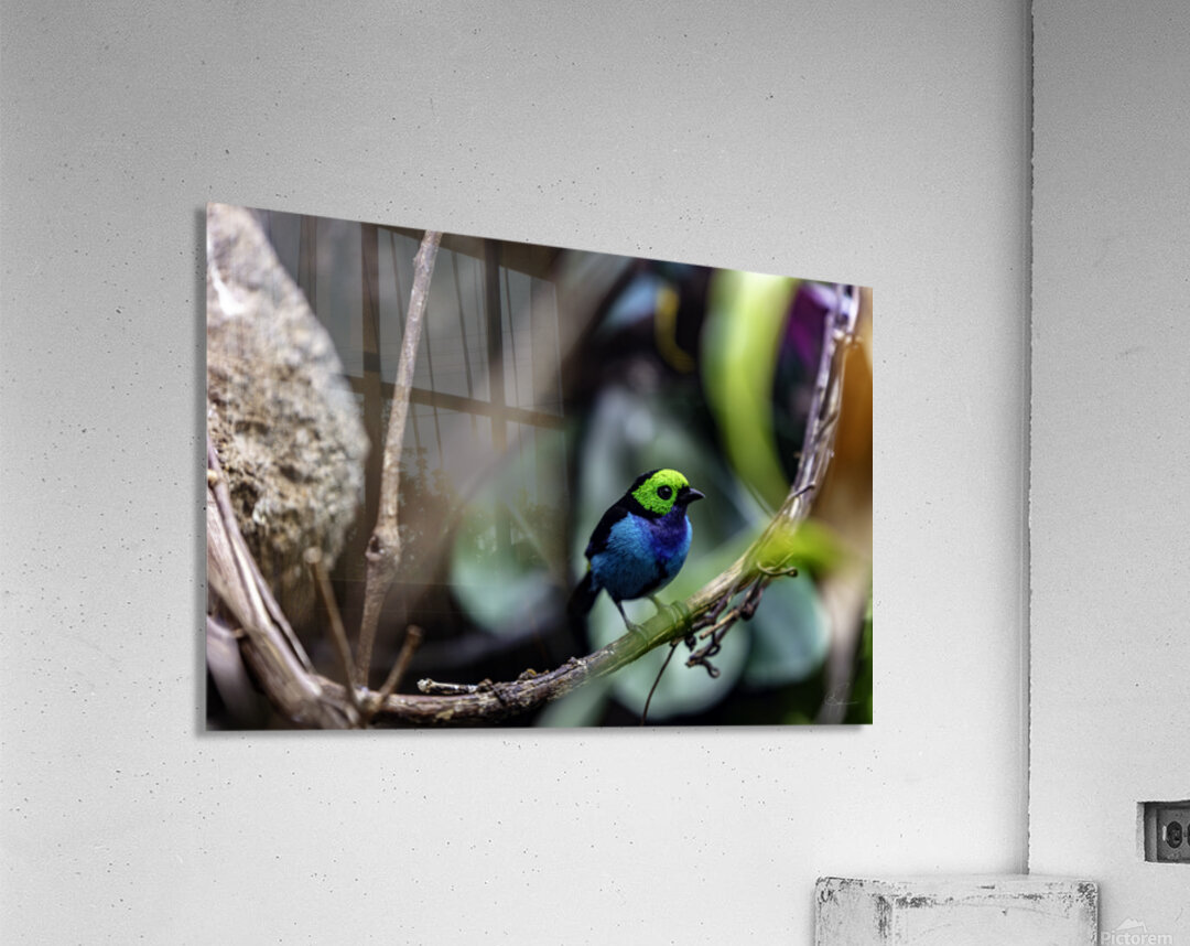 Paradise Tanager Acrylic Print
