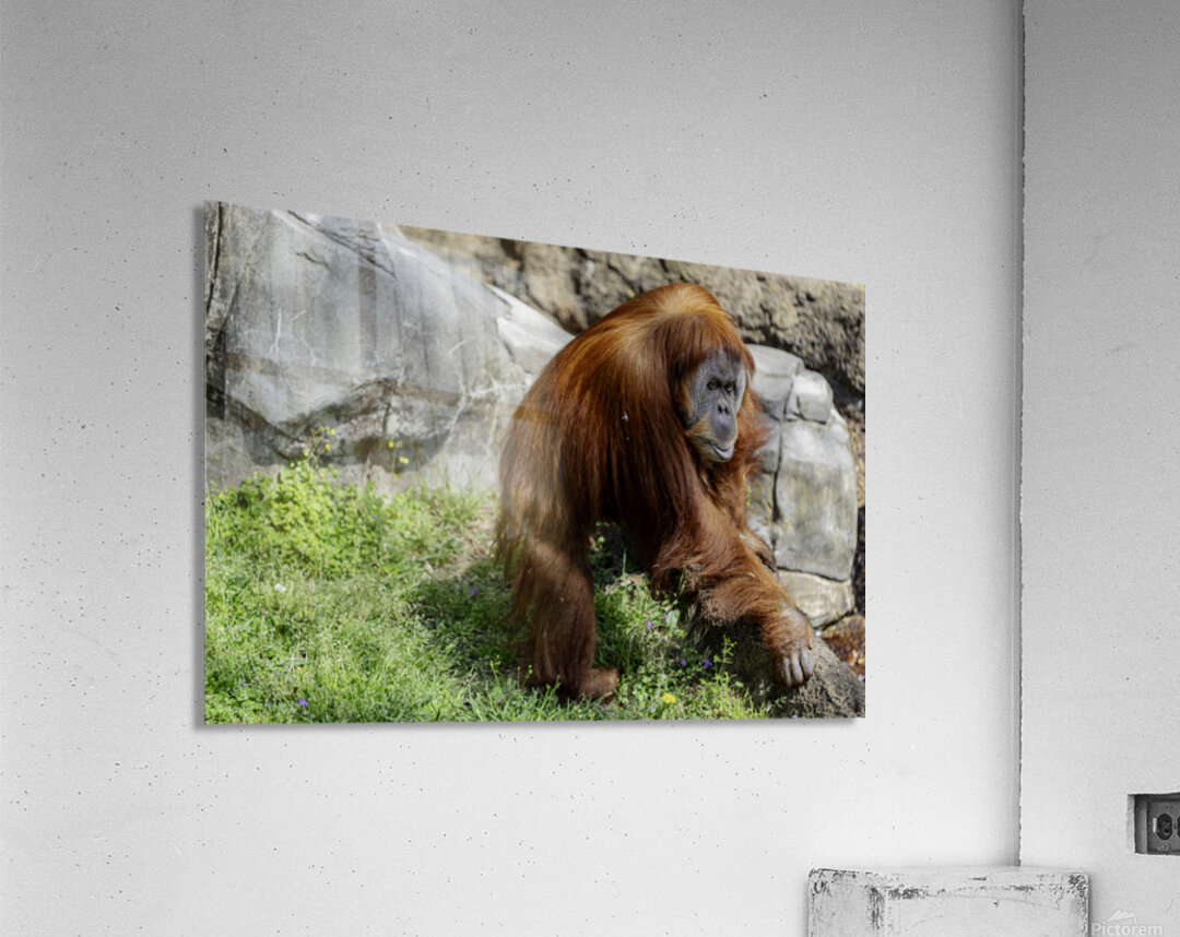The Original Red Head Acrylic Print