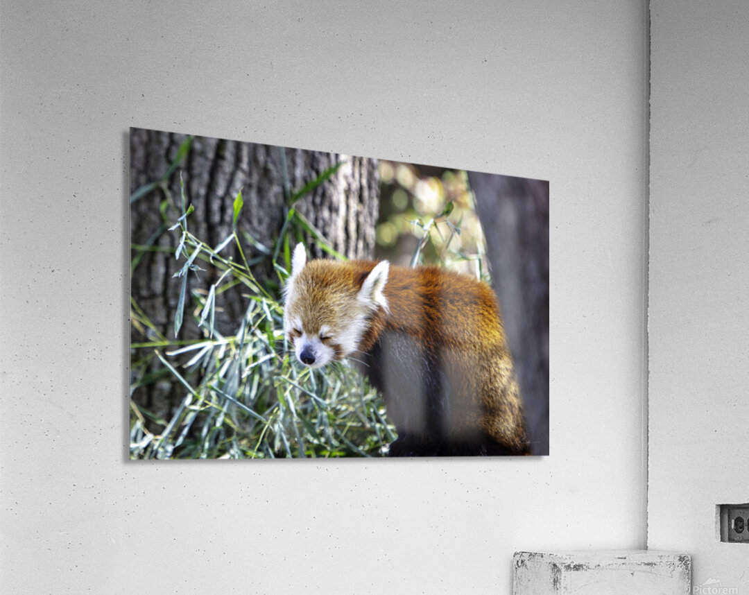 Sleepy Panda Acrylic Print