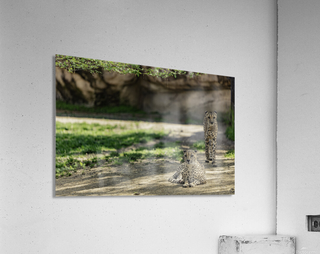 We See You Acrylic Print