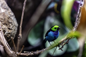 Paradise Tanager