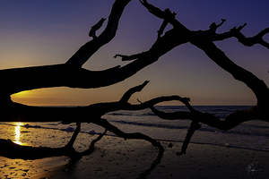 Driftwood Beach Sunrise