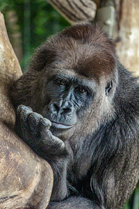 Pondering Gorilla