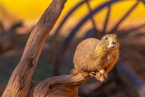 Prairie Dog Hangin Out