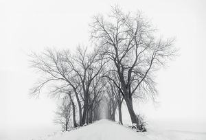 The Path Not Travled