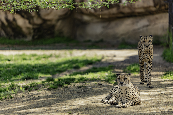 We See You by C R Fine Arts by Branded Exposure LLC