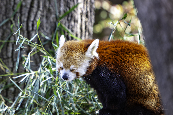 Sleepy Panda by C R Fine Arts by Branded Exposure LLC