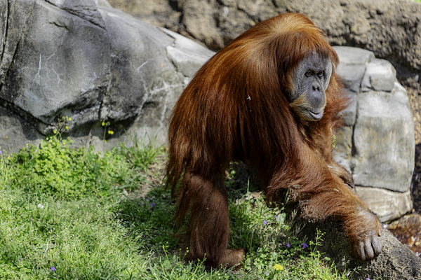 The Original Red Head by C R Fine Arts by Branded Exposure LLC