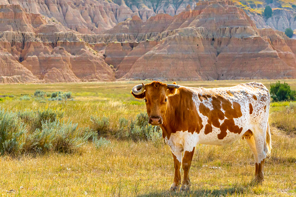 Broken Horn by C R Fine Arts by Branded Exposure LLC