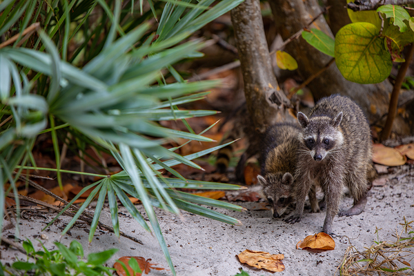 Miami Critters by C R Fine Arts by Branded Exposure LLC