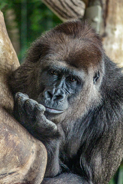 Pondering Gorilla by C R Fine Arts by Branded Exposure LLC