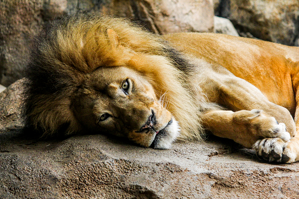 The King Relaxes by C R Fine Arts by Branded Exposure LLC