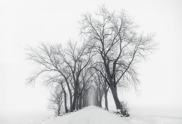 The Path Not Travled by C R Fine Arts by Branded Exposure LLC