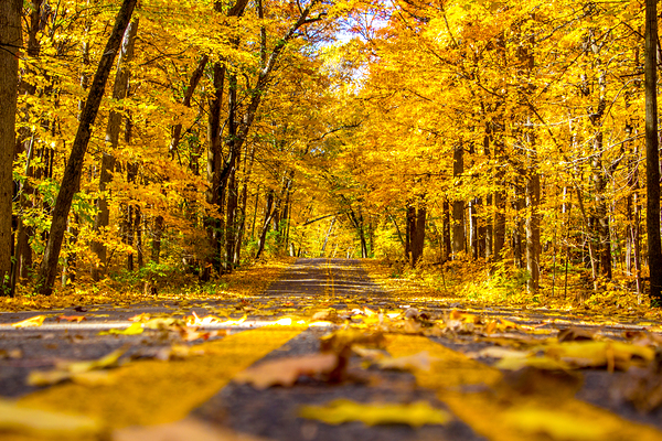 Yellow Leaf Road by C R Fine Arts by Branded Exposure LLC