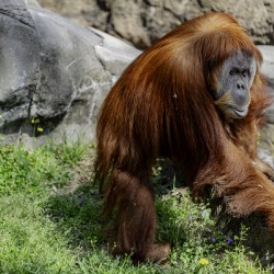 The Original Red Head