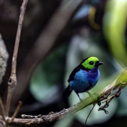 Paradise Tanager
