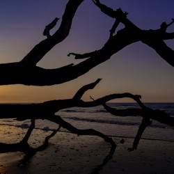 Driftwood Beach Sunrise