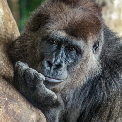 Pondering Gorilla