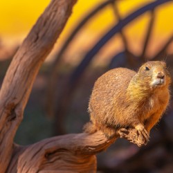 Prairie Dog Hangin Out
