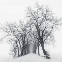 The Path Not Travled