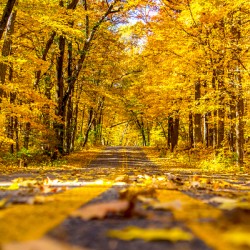 Yellow Leaf Road