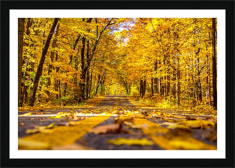 Yellow Leaf Road Picture Frame print