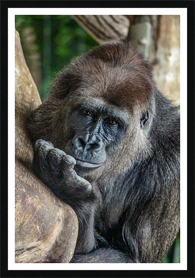 Pondering Gorilla Picture Frame print