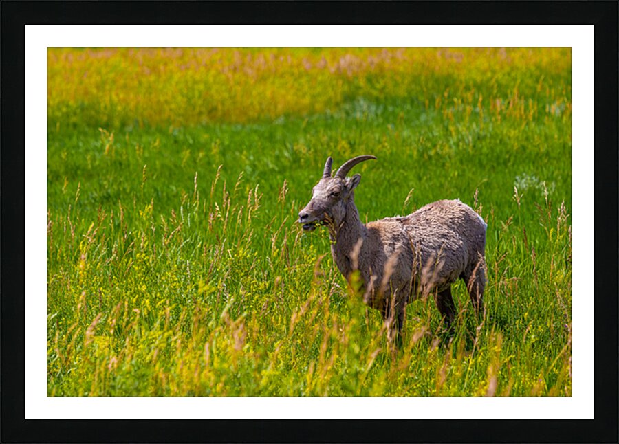 Lunchtime Goat Picture Frame print