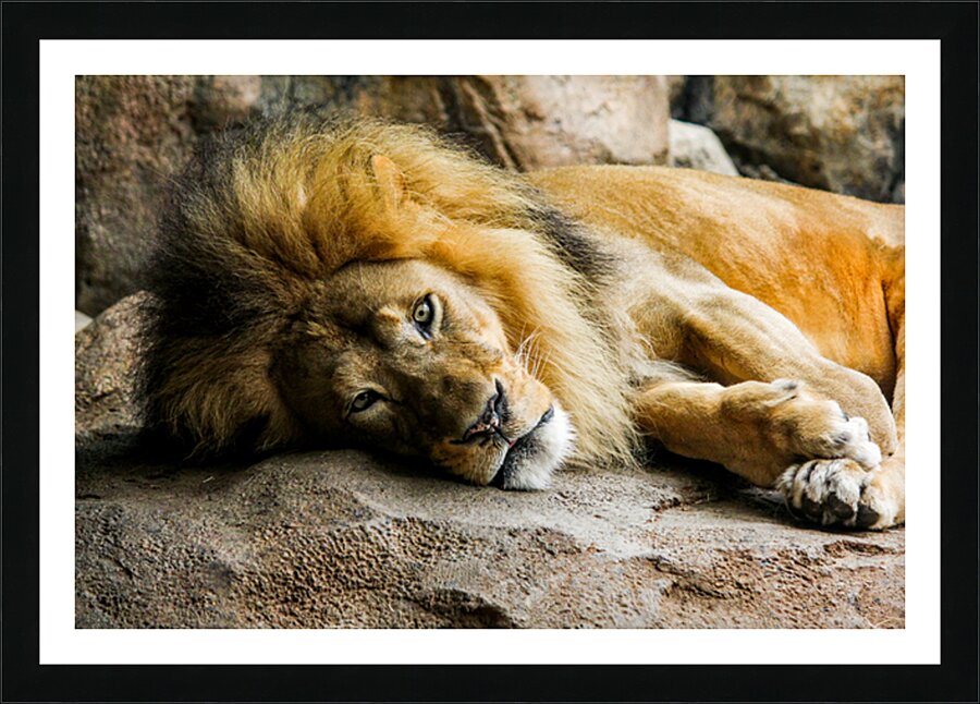 The King Relaxes Picture Frame print