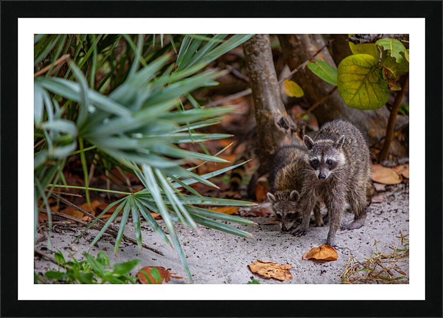 Miami Critters Picture Frame print