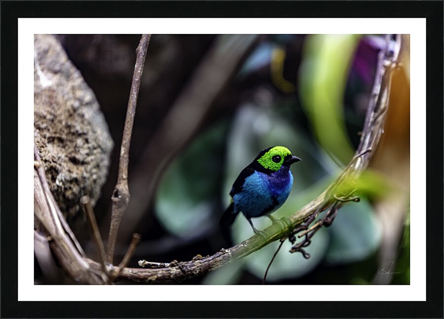 Paradise Tanager Picture Frame print