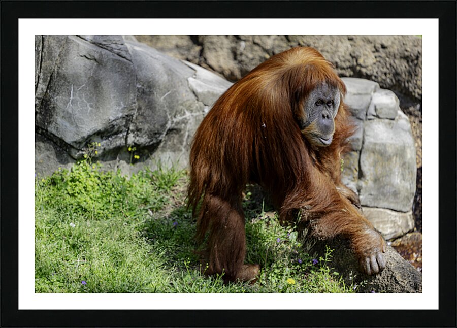 The Original Red Head Picture Frame print